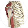 rotator cuff injuries by Dr. McCarthy